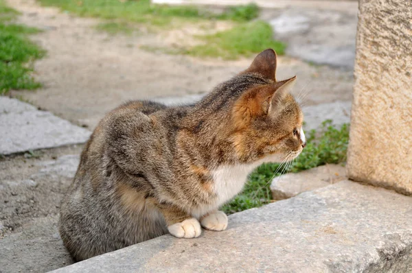 Vista Cerca Gato Mirando Lado — Foto de Stock