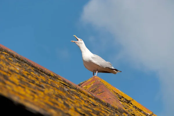 Möwe Schreit Auf Dem Dach Eines Hauses Port Isaac — Stockfoto