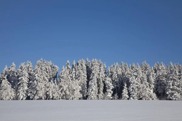 Árvores Inverno Com Neve — Fotografia de Stock