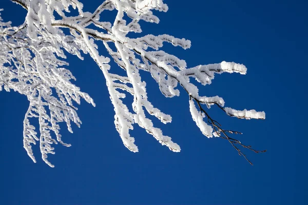 Branches Winter Snow — Stock Photo, Image