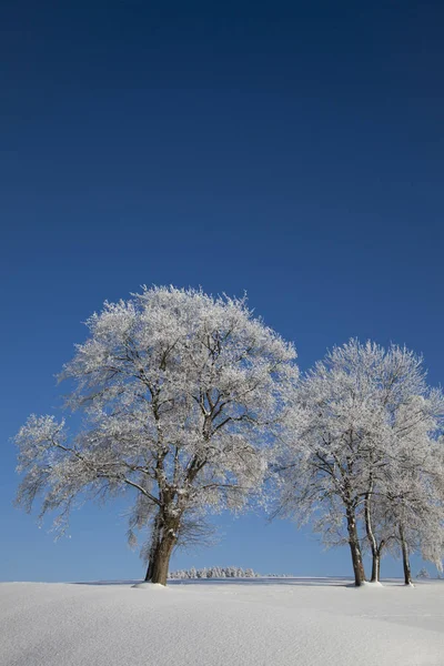 有霜冻的冬树 — 图库照片