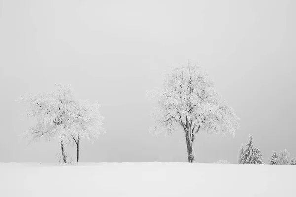 Kış Sisin Içinde Ağaç — Stok fotoğraf