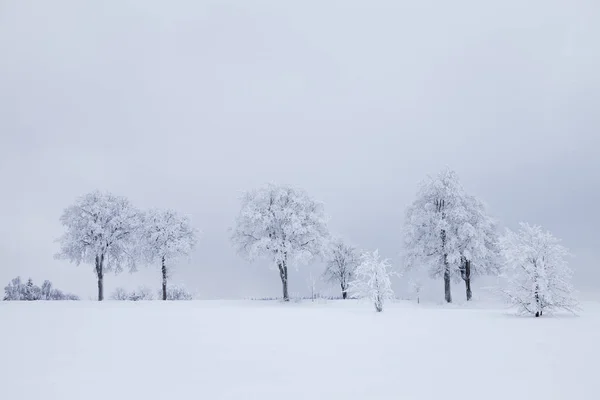 Avenida Campo Nevoeiro Inverno — Fotografia de Stock