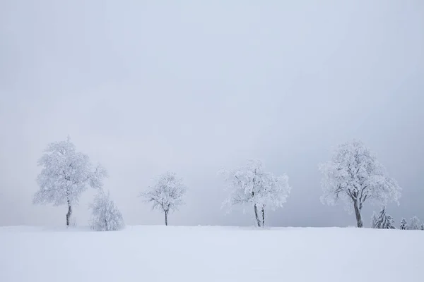 Árboles Niebla Invierno — Foto de Stock