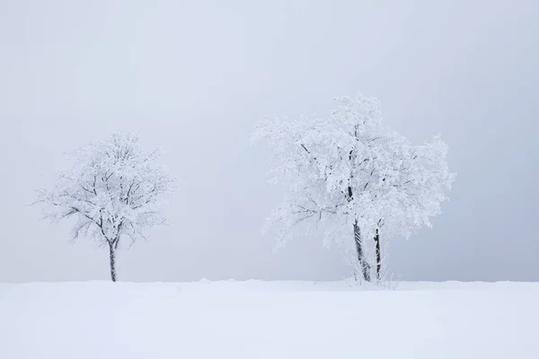 Stromy Zimě Mlha — Stock fotografie