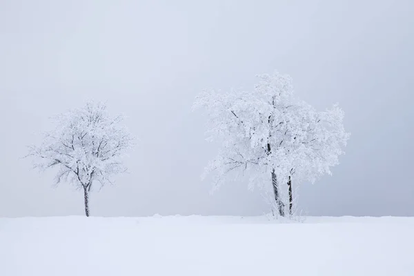 Arbres Dans Brouillard Hivernal — Photo