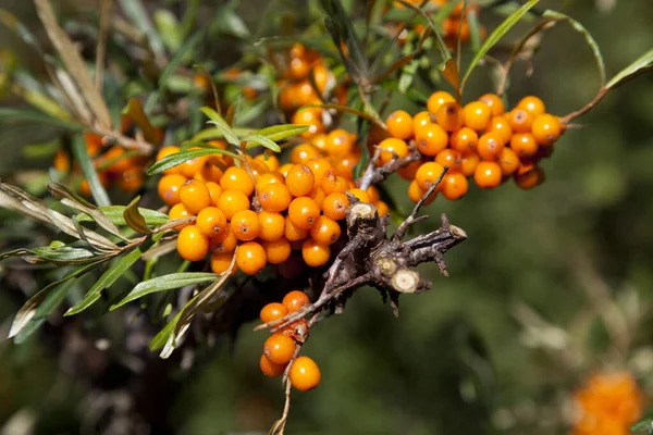 Yellow Berries Tree Branches — Stock Photo, Image