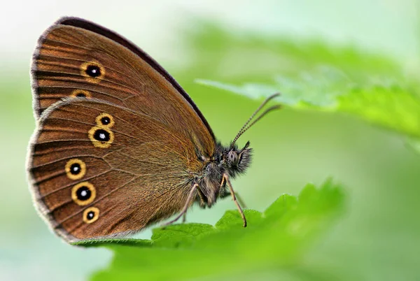 Primo Piano Bug Natura Selvaggia — Foto Stock