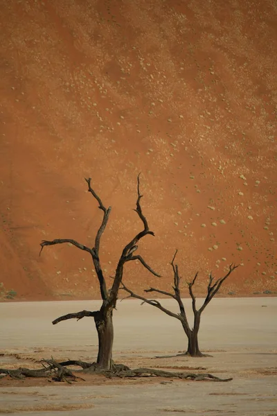 Poušť Namibii Afrika — Stock fotografie