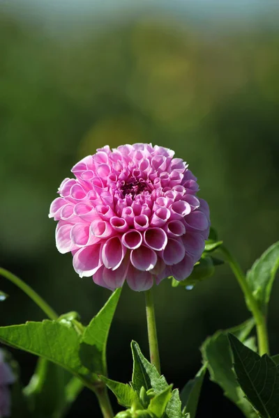 Vue Rapprochée Belle Floraison Dahlia — Photo