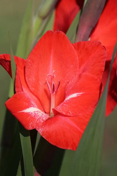 Квітка Гладіолуса Пелюстки Розквітають — стокове фото