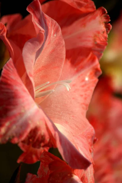 Gladiolenblüten Flora Und Laub — Stockfoto
