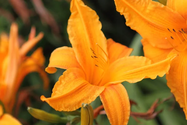 Schöne Blumen Blumiges Konzept Hintergrund — Stockfoto