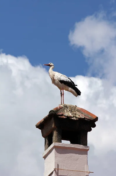 Vista Panorâmica Belo Pássaro Cegonha Natureza — Fotografia de Stock