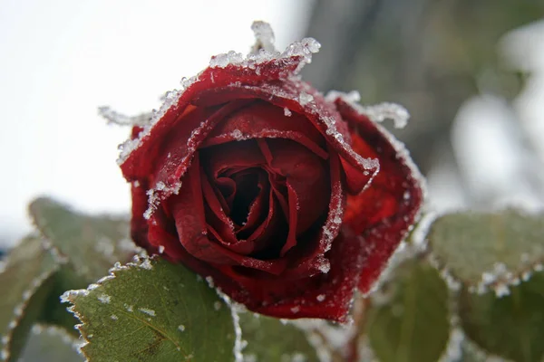 Red Ice Rose — Stock Photo, Image