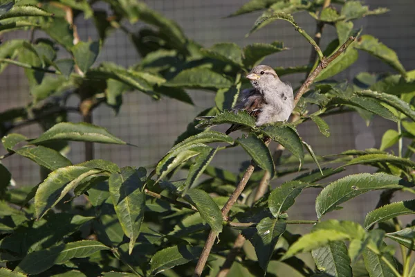 House Sparrow Bush — Stock Photo, Image