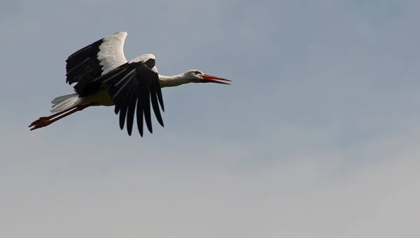 Aussichtsreiche Aussicht Auf Weißstorch Wilder Natur — Stockfoto