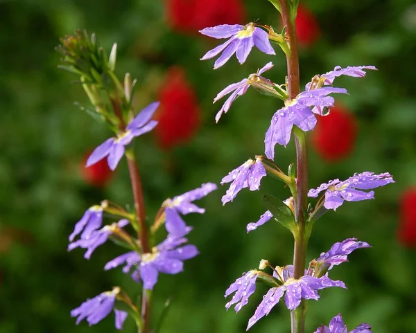 Verschillende Bloemen Selectieve Focus — Stockfoto