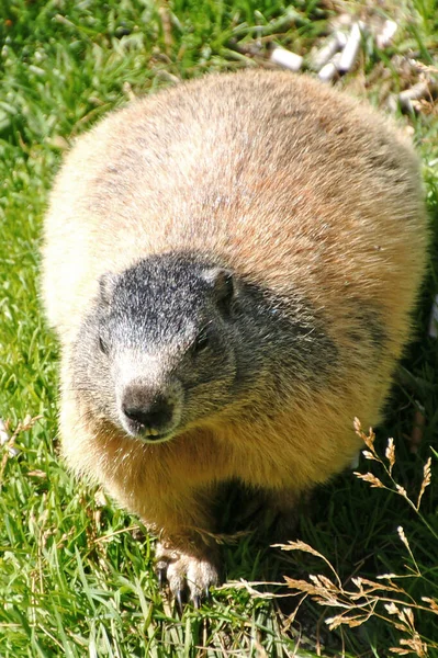 Marmota Animal Marmota Roedor — Foto de Stock