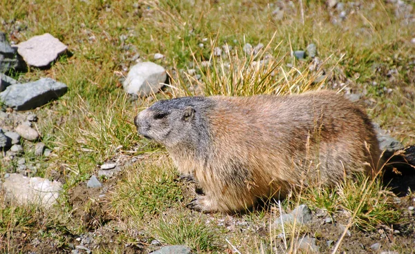 Marmotte Marmotte Rongeur — Photo