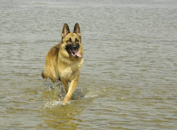 Porträtt Söt Hund — Stockfoto