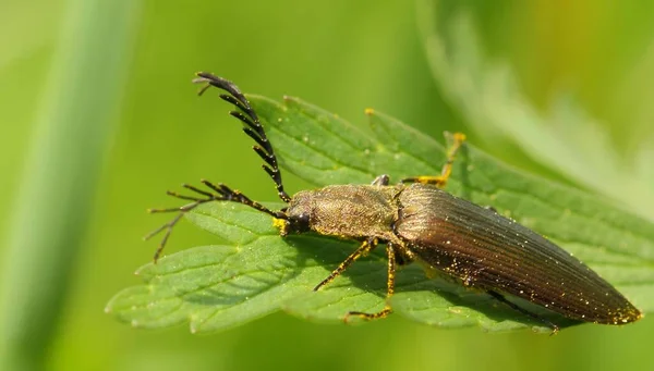 Besouro Casca Brilhante Metálico Ctenicera Pectiniceanis — Fotografia de Stock