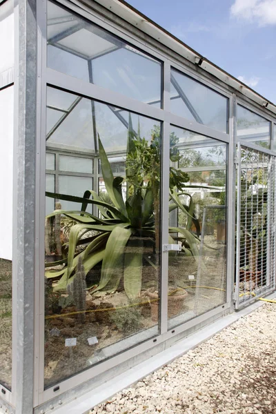 Agave Longissima Greenhouse — Stock Photo, Image