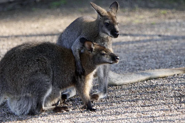 Kanguru Hayvanı Avustralya Hayvanı — Stok fotoğraf