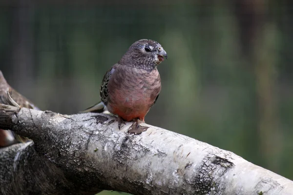 美しいオウムの鳥の風景 — ストック写真