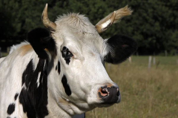 Чёрно Белая Корова — стоковое фото