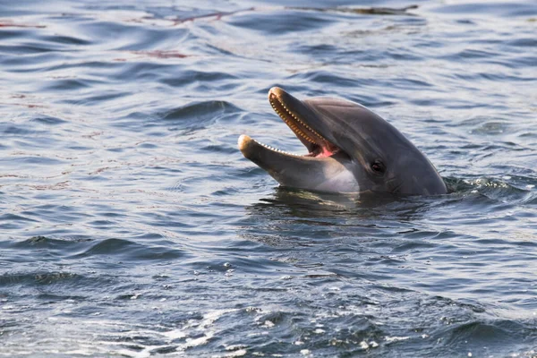 Hoofd Van Tuimel Dolfijn Tursiops Truncatus Boven Het Wateroppervlak — Stockfoto