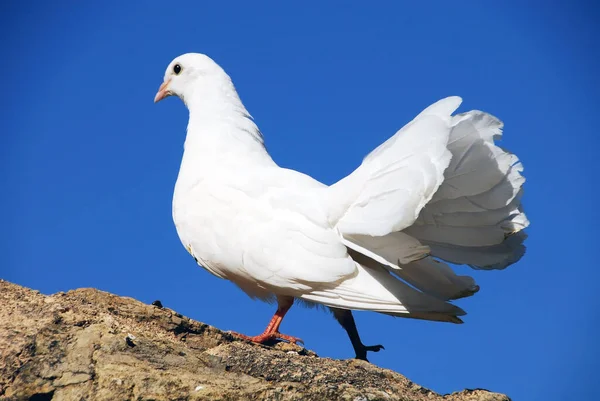 Die Weiße Taube Von Deia — Stockfoto