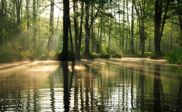 Matin Dans Spreewald — Photo