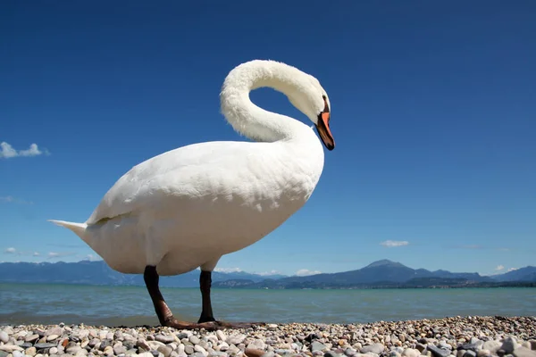 Mute Swan Very Close — стоковое фото