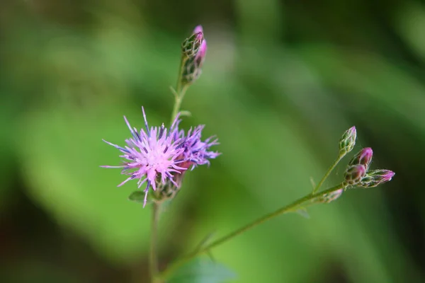 Hermoso Plano Botánico Fondo Pantalla Natural — Foto de Stock