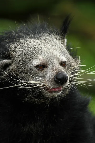 Binturong Gruselige Katze Südostasien — Stockfoto