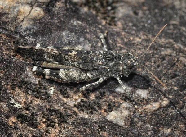 蓝花荒原保护区 Oedipoda Caerulescens — 图库照片