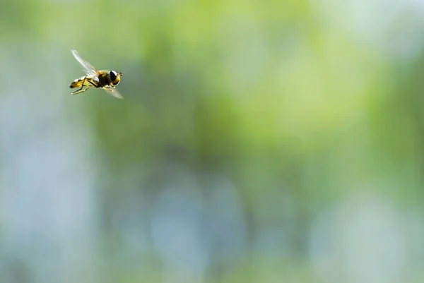 緑の自然を背景に飛行中のホバーフライ — ストック写真