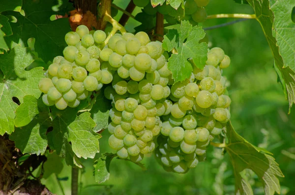 Mosel Flod Som Flyter Genom Frankrike Luxemburg Och Tyskland — Stockfoto