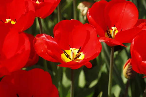 Kolorowe Tulipany Wiosenne Kwiaty — Zdjęcie stockowe