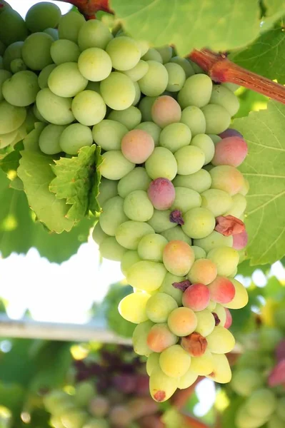 Winogrona Uprawiane Winnicy — Zdjęcie stockowe