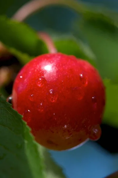 Ciliegie Rosse Mature Fresche — Foto Stock