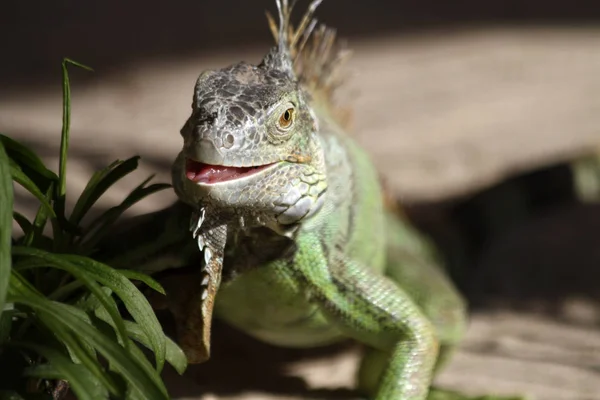 エキゾチックな動物イグアナ トカゲ — ストック写真