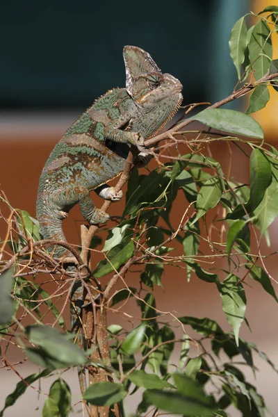 Exotic Lizard Reptile Chameleon — Stock Photo, Image