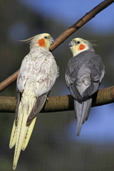 stock image scenic view of beautiful cockatiel bird