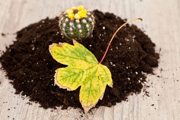 Tropische Exotische Cactus Van Planten — Stockfoto