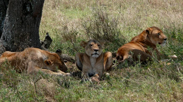 Vista Panoramica Giovani Animali — Foto Stock