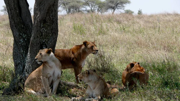 Freilaufende Löwen Afrika — Stockfoto