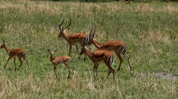 在自然界中被钩住的动物 Savannah Gazelle — 图库照片