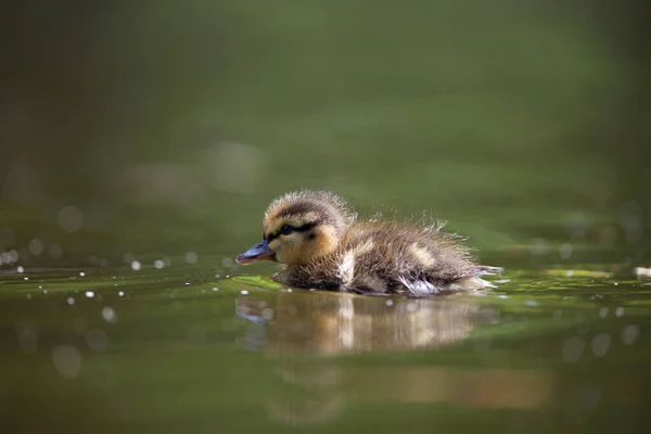 Sevimli Küçük Ördek Suda Yüzmek — Stok fotoğraf